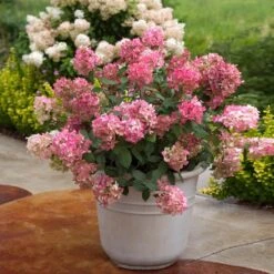Fire Light® Hydrangea Shrub 8 Fire Light® Hydrangea Shrub -Lanscapes Store Hydrangea FIrelight 6