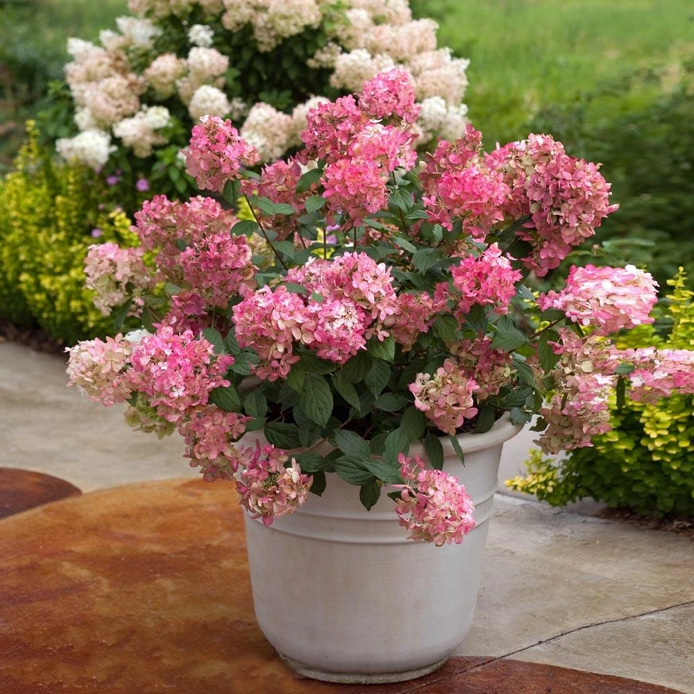 Fire Light® Hydrangea Shrub 5 Fire Light® Hydrangea Shrub - Image 3