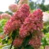 Fire Light® Hydrangea Shrub -Lanscapes Store Hydrangea FIrelight FGT 600x600 fee6326c d7e3 40ef 9e05 bc9d50177a56