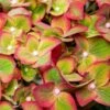 Pistachio Hydrangea Shrub -Lanscapes Store Hydrangea Pistachio 600x600 73c47d11 e018 407a 8bd9 ac8517640cb6