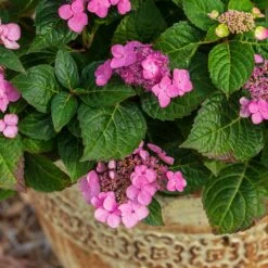 Endless Summer® Pop Star® Bigleaf Hydrangea -Lanscapes Store Hydrangea Pop Star 1