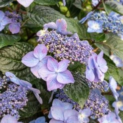 Endless Summer® Pop Star® Bigleaf Hydrangea -Lanscapes Store Hydrangea Pop Star 2
