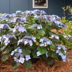 Endless Summer® Pop Star® Bigleaf Hydrangea -Lanscapes Store Hydrangea Pop Star 4 FGT