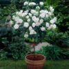 Iceberg Rose Tree -Lanscapes Store Iceberg Roses 600x600 e75374dc 3f81 4fe6 acda e6186e7eadfc
