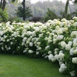 Incrediball® Hydrangea Shrub -Lanscapes Store Incrediball Hydrangea 1 FGT