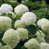 Incrediball® Hydrangea Shrub -Lanscapes Store Incrediball Hydrangea FGT 600x600 db11fa34 d7f4 42e8 b522 b771f9dfae02