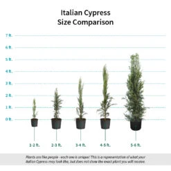 Italian Cypress -Lanscapes Store Italian Cypress Size Comparison ugc test