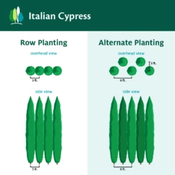 Italian Cypress -Lanscapes Store ItalianCypress