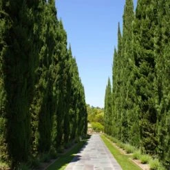 Italian Cypress -Lanscapes Store Italian Cypress 1 FGT