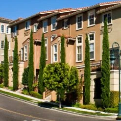 Italian Cypress -Lanscapes Store Italian Cypress 3 FGT