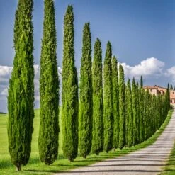 Italian Cypress -Lanscapes Store Italian Cypress 6 FGT
