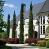 Italian Cypress 1 Italian Cypress -Lanscapes Store Italian Cypress FGT 600x600 7e5dd408 ab8d 47ca bf71 cd2920868aec