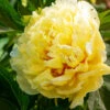 Bartzella Peony -Lanscapes Store Itoh Peony Bartzella 2 FGT