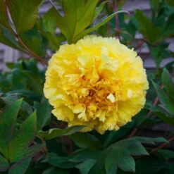 Bartzella Peony -Lanscapes Store Itoh Peony Bartzella 4 FGT