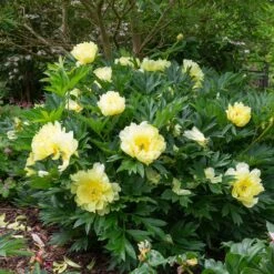 Bartzella Peony -Lanscapes Store Itoh Peony Bartzella 5