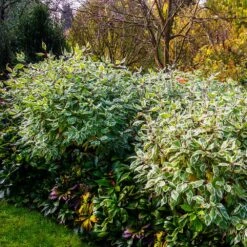 Ivory Halo Dogwood Shrub -Lanscapes Store Ivory Halo Dogwood 2