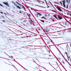 Ivory Halo Dogwood Shrub -Lanscapes Store Ivory Halo Dogwood 4