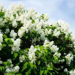 Ivory Silk Japanese Lilac Tree -Lanscapes Store Ivory Silk Lilac 1