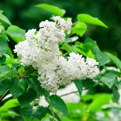 Ivory Silk Japanese Lilac Tree -Lanscapes Store Ivory Silk Lilac 2