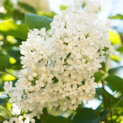 Ivory Silk Japanese Lilac Tree -Lanscapes Store Ivory Silk Lilac 4