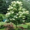 Ivory Silk Japanese Lilac Tree -Lanscapes Store Ivory Silk Lilac 600x600 d6c141fb 9a23 47bf 8d02 1dc916db7bc9