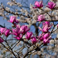 Jane Magnolia -Lanscapes Store Jane Magnolia 4 FGT