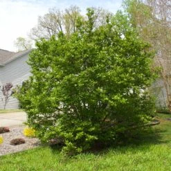 Jane Magnolia -Lanscapes Store Janr Magnolia 5 FGT