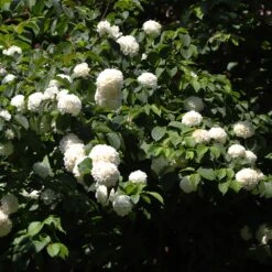 Japanese Snowball Bush -Lanscapes Store Japanese VIburnum 2 FGT