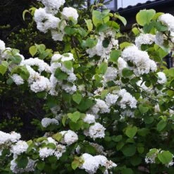 Japanese Snowball Bush -Lanscapes Store Japanese VIburnum 5 FGT