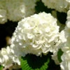 Japanese Snowball Bush -Lanscapes Store Japanese VIburnum FGT 600x600 57eb5798 f201 407e b4b4 50700890e124