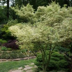Butterfly Japanese Maple Tree -Lanscapes Store Japanese Maple BUtterfly 1