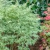 Butterfly Japanese Maple Tree -Lanscapes Store Japanese Maple Butterfly 600x600 00bdd538 4b45 4c08 812d c5f66dfd758c