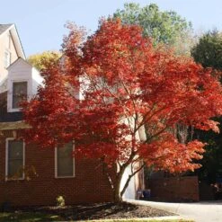 Red Japanese Maple Tree -Lanscapes Store Japanese Maple Red 2