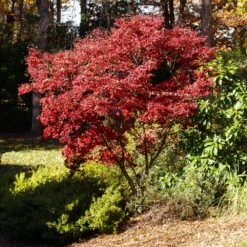 Red Japanese Maple Tree -Lanscapes Store Japanese Maple Red 3
