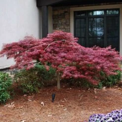 Red Dragon Japanese Maple Tree -Lanscapes Store Japanese Maple Red Dragon 2 FGT