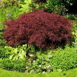 Red Dragon Japanese Maple Tree -Lanscapes Store Japanese Maple Red Dragon 3 FGT