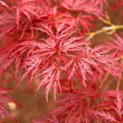 Red Dragon Japanese Maple Tree -Lanscapes Store Japanese Maple Red Dragon 5