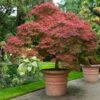 Red Dragon Japanese Maple Tree 2 Red Dragon Japanese Maple Tree -Lanscapes Store Japanese Maple Red Dragon FGT 600x600 4c1943ed 054e 4668 8169 4d8f59e29b59