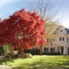 Red Japanese Maple Tree 1 Red Japanese Maple Tree -Lanscapes Store Japanese Maple Red FGT 600x600 26d50501 c4df 40ad bcb6 7e7537d34610