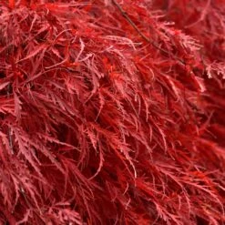 Tamukeyama Japanese Maple Tree -Lanscapes Store Japanese Maple Tamukayama 5