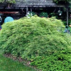 Weeping Japanese Maple 'Viridis' Tree -Lanscapes Store Japanese Maple Virdis 3 FGT
