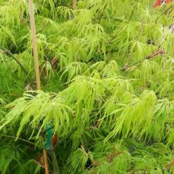 Weeping Japanese Maple 'Viridis' Tree -Lanscapes Store Japanese Maple Viridis 2