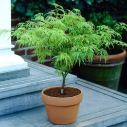 Weeping Japanese Maple 'Viridis' Tree -Lanscapes Store Japanese Maple Viridis 4