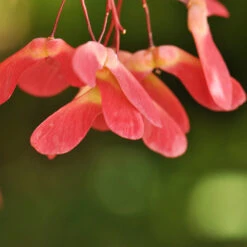 Red Select Japanese Maple Tree 13 Red Select Japanese Maple Tree -Lanscapes Store Japanese Red Select 4