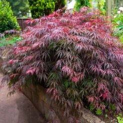 Red Select Japanese Maple Tree 10 Red Select Japanese Maple Tree -Lanscapes Store Japanese Red Select 5