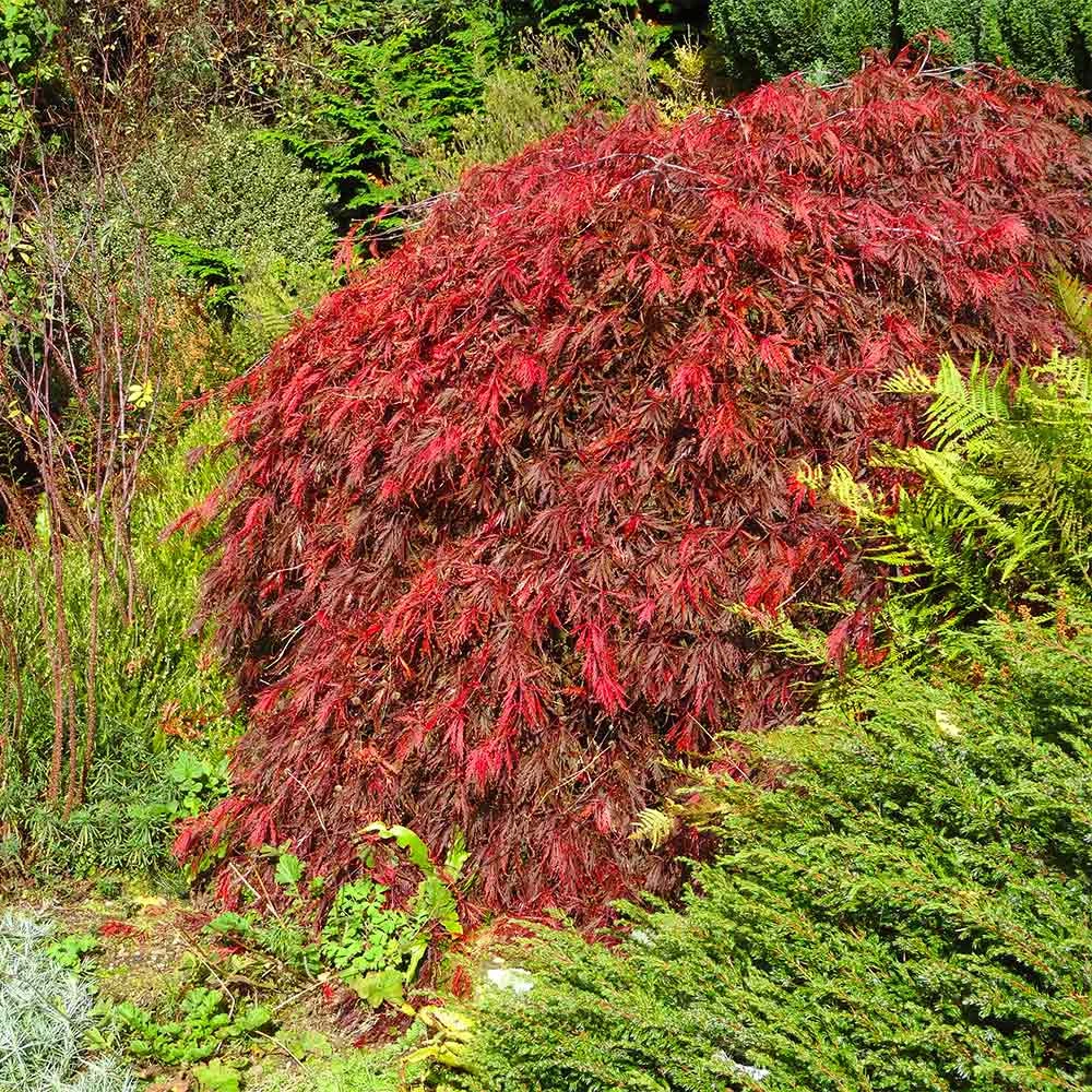 Red Select Japanese Maple Tree 4 Red Select Japanese Maple Tree - Image 2