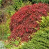 Red Select Japanese Maple Tree -Lanscapes Store Japanese Red Select FGT 600x600 e681328f 155b 4525 91ed 70b18f0791b9