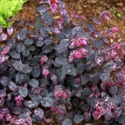 Jazz Hands® Variegated Loropetalum -Lanscapes Store Jazz Hands loropetalum 4 FGT