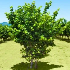 Jefferson Filbert Hazelnut Tree 12 Jefferson Filbert Hazelnut Tree -Lanscapes Store Jefferson Filbert Hazelnut 2