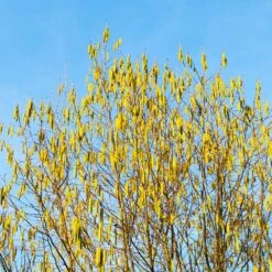 Jefferson Filbert Hazelnut Tree 13 Jefferson Filbert Hazelnut Tree -Lanscapes Store Jefferson Filbert Hazelnut 4